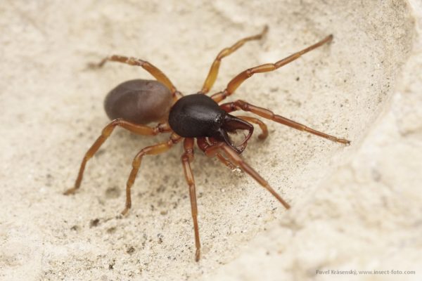 Aracnofobia