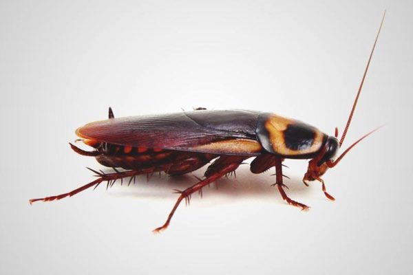 Entomofobia
