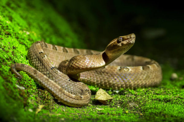 Ofidiofobia